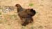Image00006